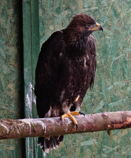 golden eagle Speckled Jim on a perch in the aviary prior to release