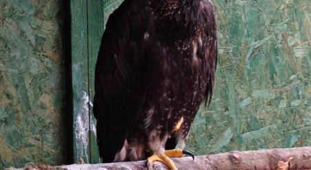 Update on south Scotland golden eagle Speckled Jim