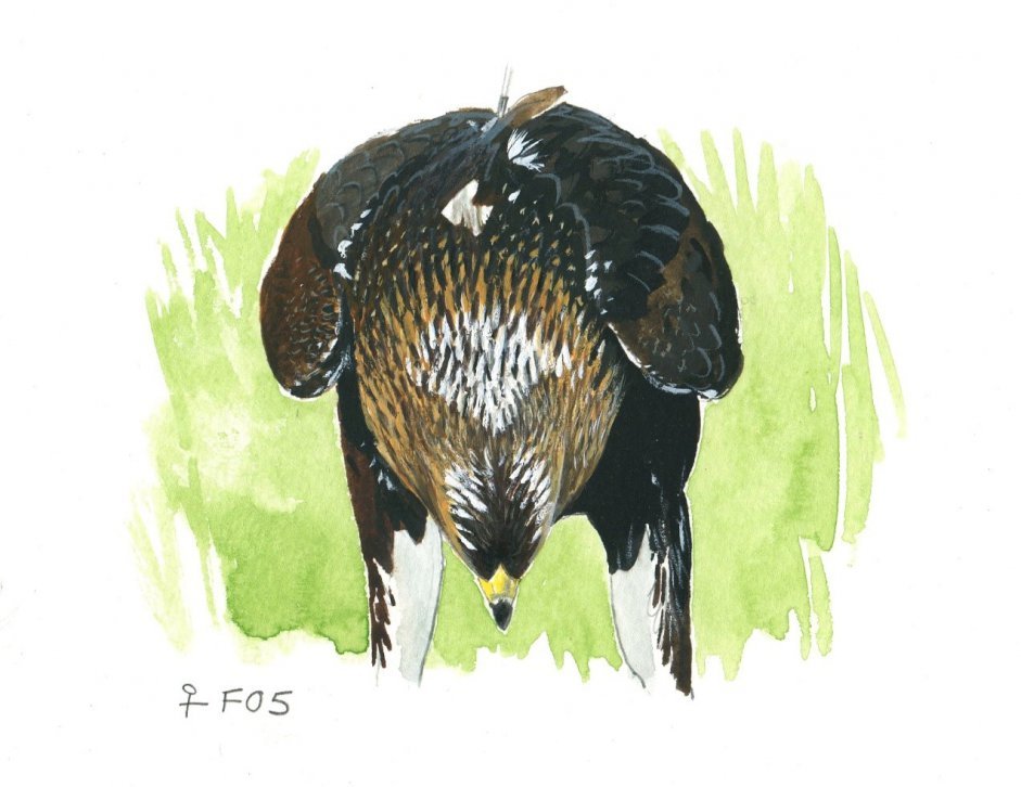 Sketch of golden eagle, Heather by our Eagle Officer, John Wright