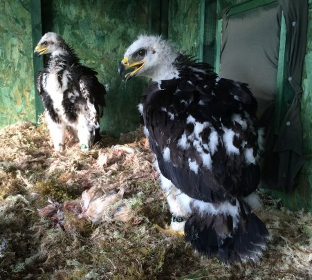 Heather as a chick alongside Elleana, another golden eagle chick who shared her aviary