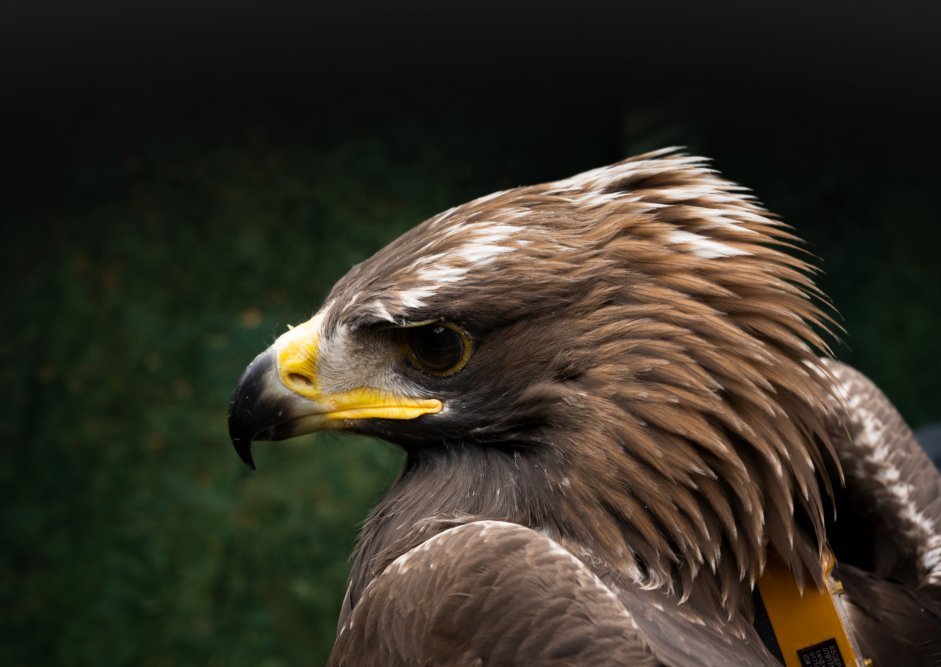 Heather the golden eagle
