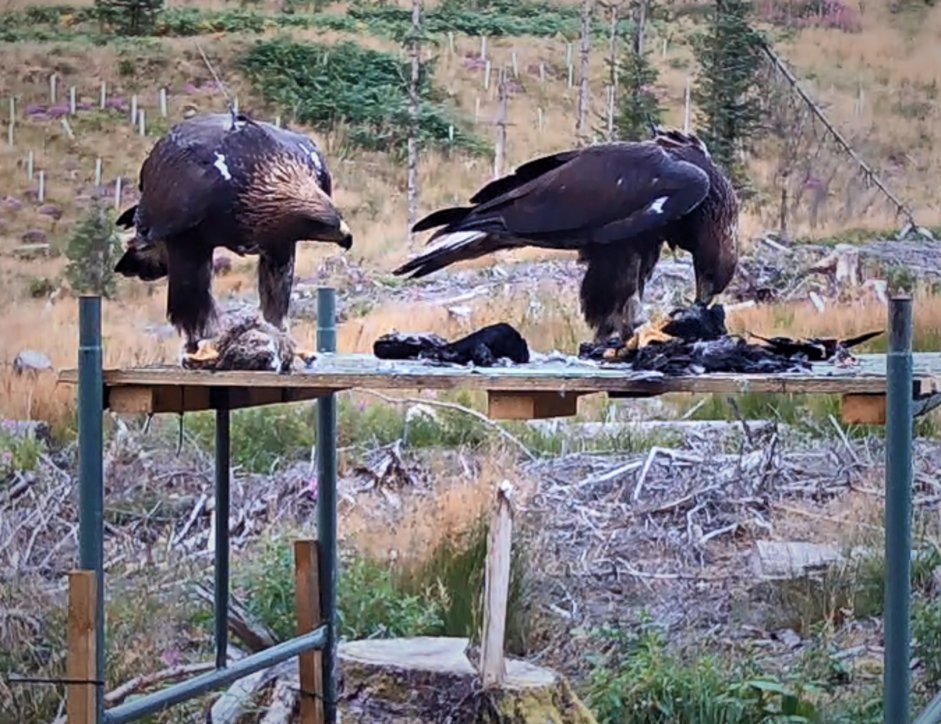 Tarras (A31) - left feeding with F07 on one of the feeding platforms