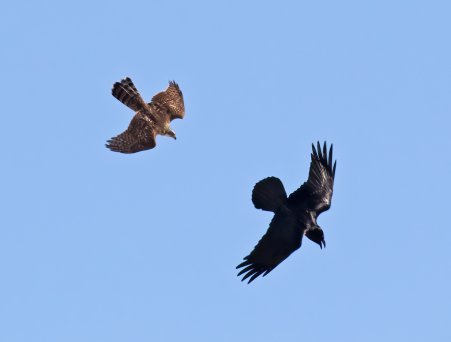 Goshawk (2CY) pursuing a Raven