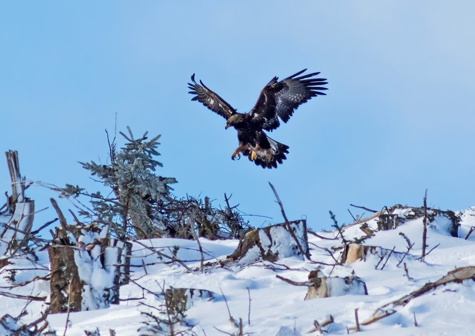 Edward C09 coming in to land - John Wright Feb 2021