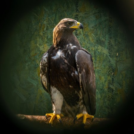 2021 Eagles
