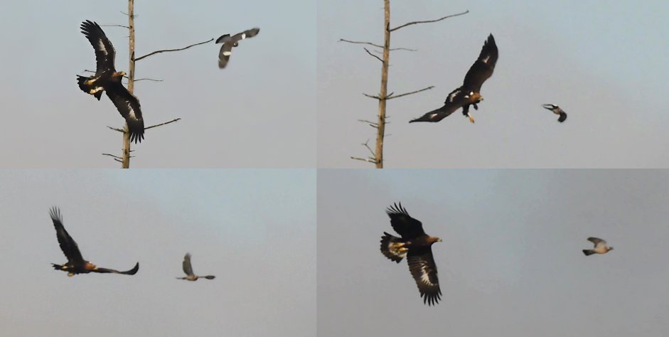 Iona C24 chasing a wood pigeon