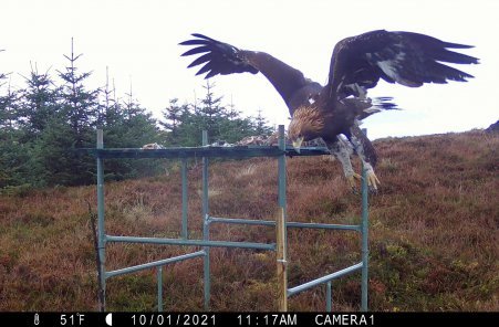 Iona leaving the feeding platform