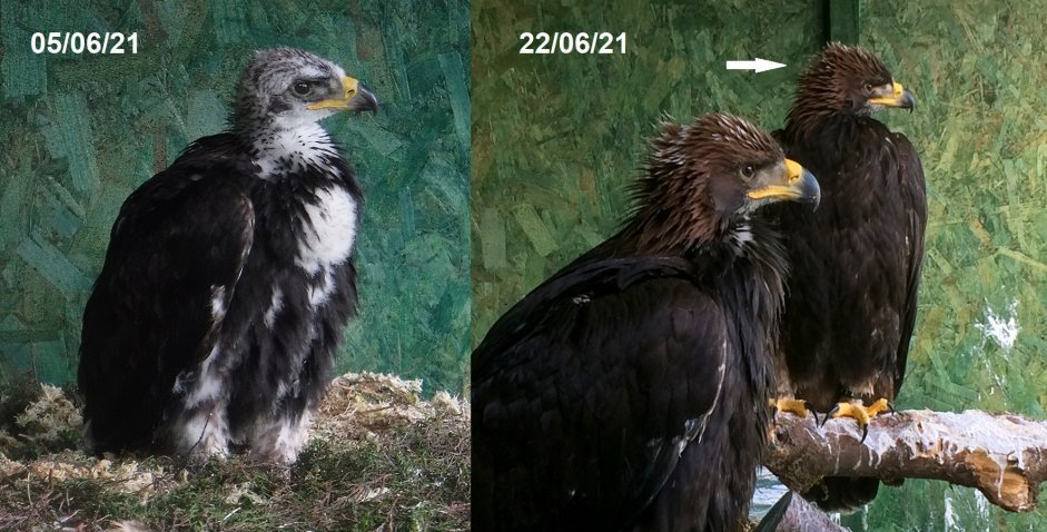 Shine progression in aviaries