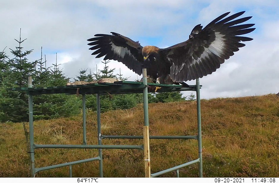 Emma visiting a feeding platform