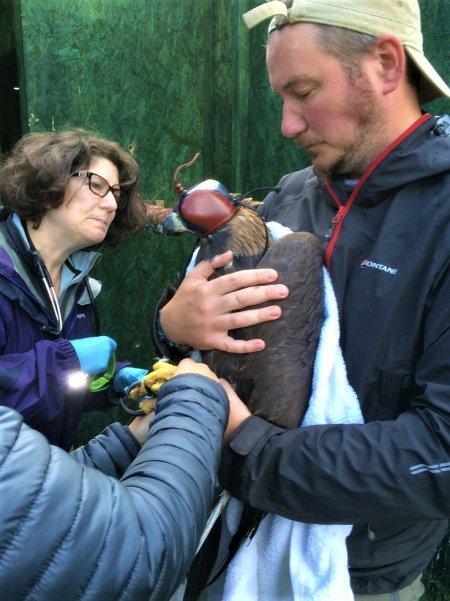 Vet, Gidona Goodman checking over a golden eagle prior to release in 2019