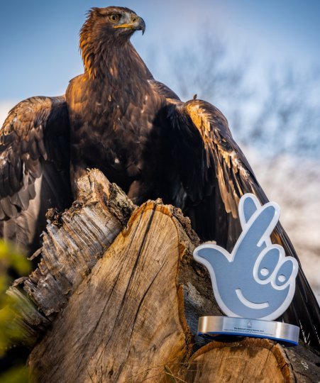 A golden eagle from a falconry sits atop of a fallen tree with the national lottery award