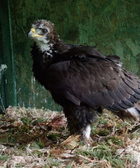 Thistle the golden eagle in the aviaries shortly after being collected