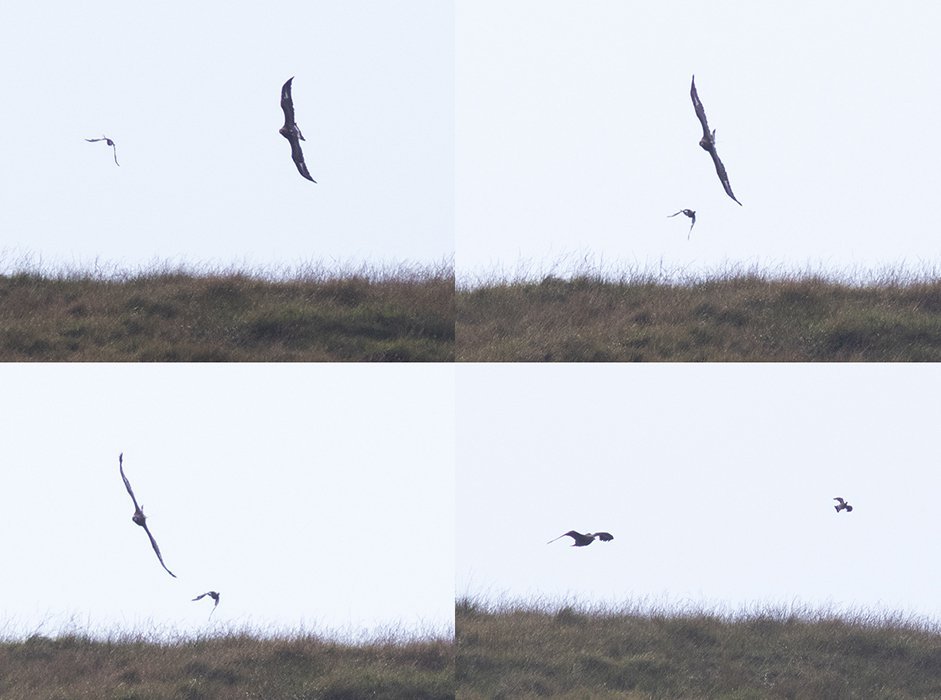 Composite photo showing Thistle hunting after a wood pigeon only 6 weeks after his release. He didn't catch it, but good practice!