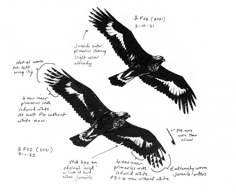 Female F02 On 2 10 21 And 9 1 23