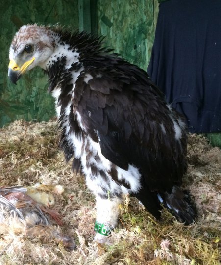 Emma the Eagle