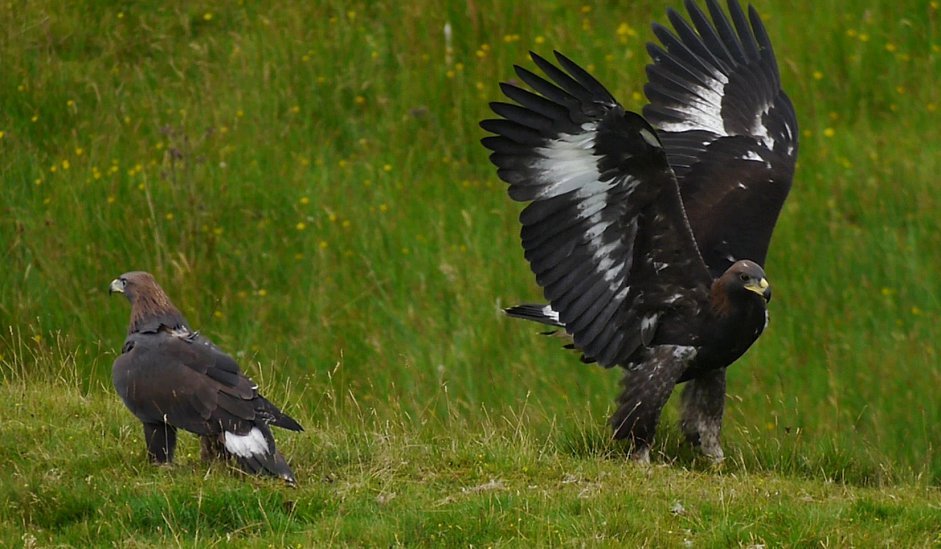 Survival rate has been impressive in the translocated golden eagles