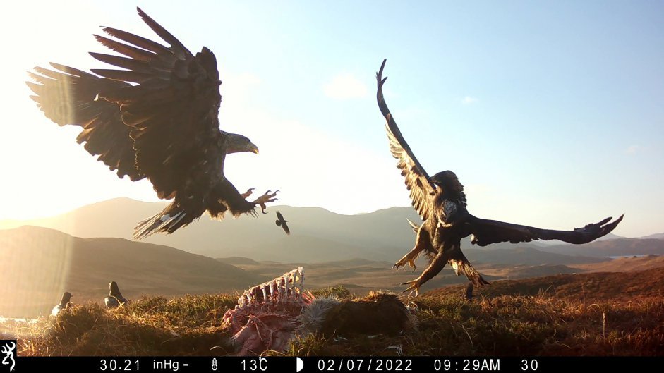 WTE, Golden Eagle and Raven at carcass - Western Isles