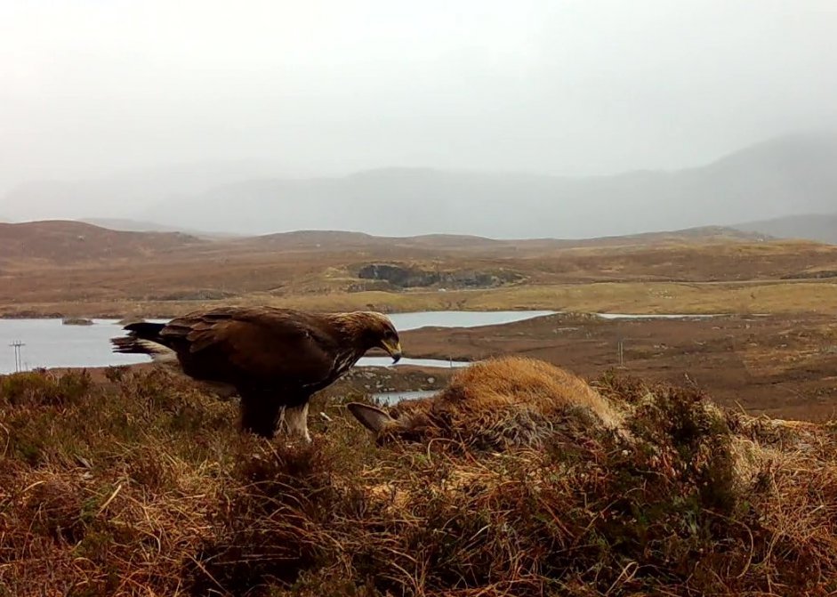 Sub-adult on carcass - Western Isles