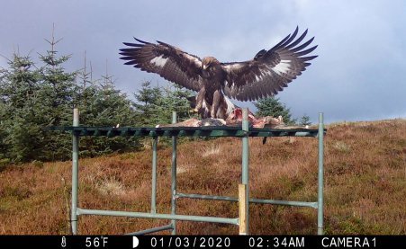 Golden eagle named Shine (B44) by Philiphaugh Primary School, released in 2021