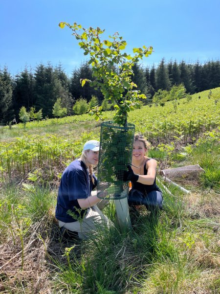 Canadian students assessing a young birch tree; removing weeds and readjusting the tree guard 