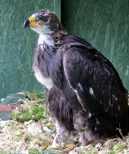 Meet Emiel (F27)