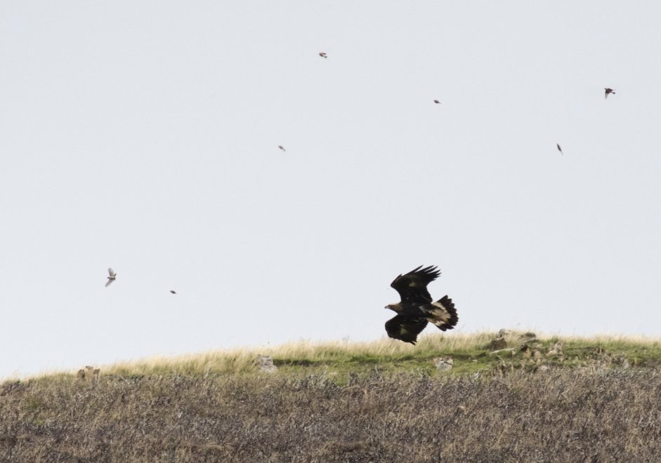 Haworth chasing Meadow Pipit - John Wright