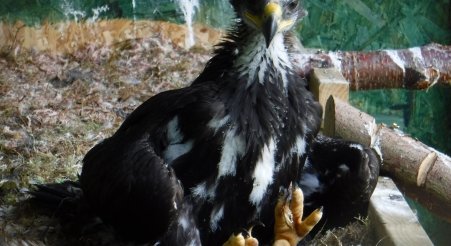 Eagle of the Day - Beaky (C11)