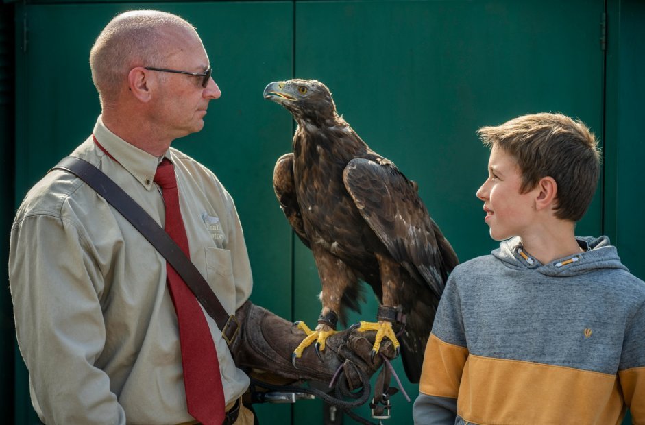 Meet an Eagle with Rhuallan Raptors