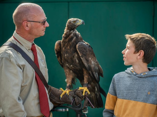 Meet an Eagle with Rhuallan Raptors