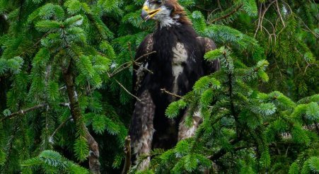Sir David Attenborough names first fledgling 'Princeling'!