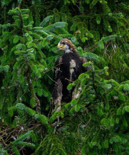 Sir David Attenborough names first fledgling 'Princeling'!