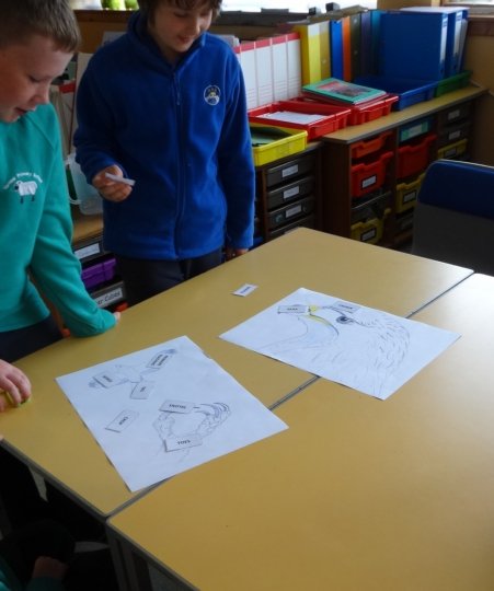 Pupils from Yarrow and Kirkhope Primary Schools learning about Golden Eagle biology