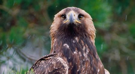 Golden Eagle South Scotland