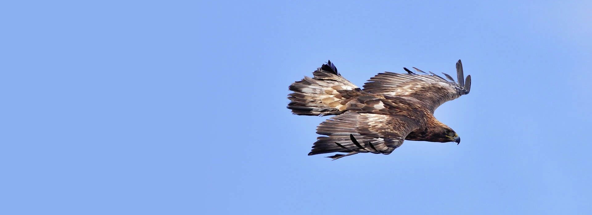 Soaring golden eagle