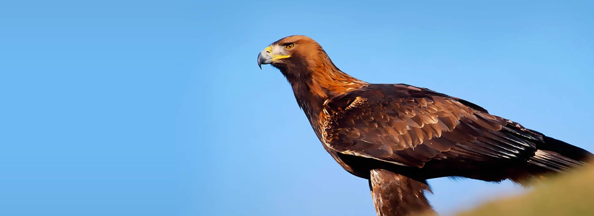 A perched Golden Eagle