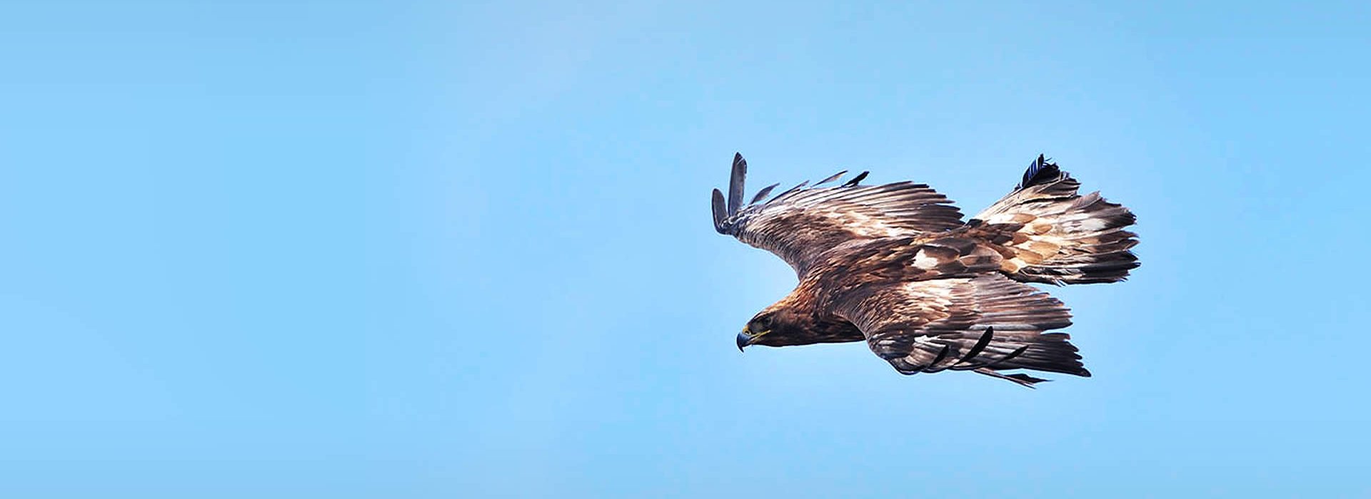 South Scotland Golden Eagle Project