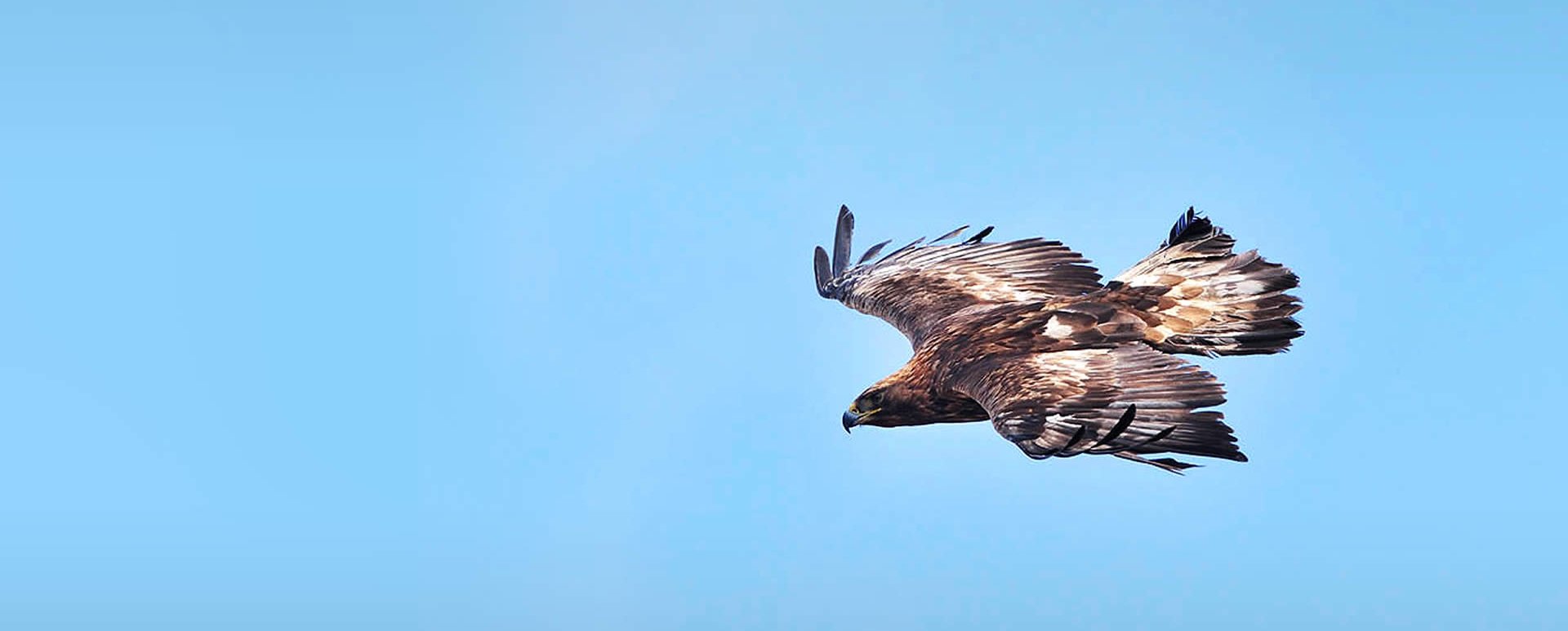 South Scotland Golden Eagle Project