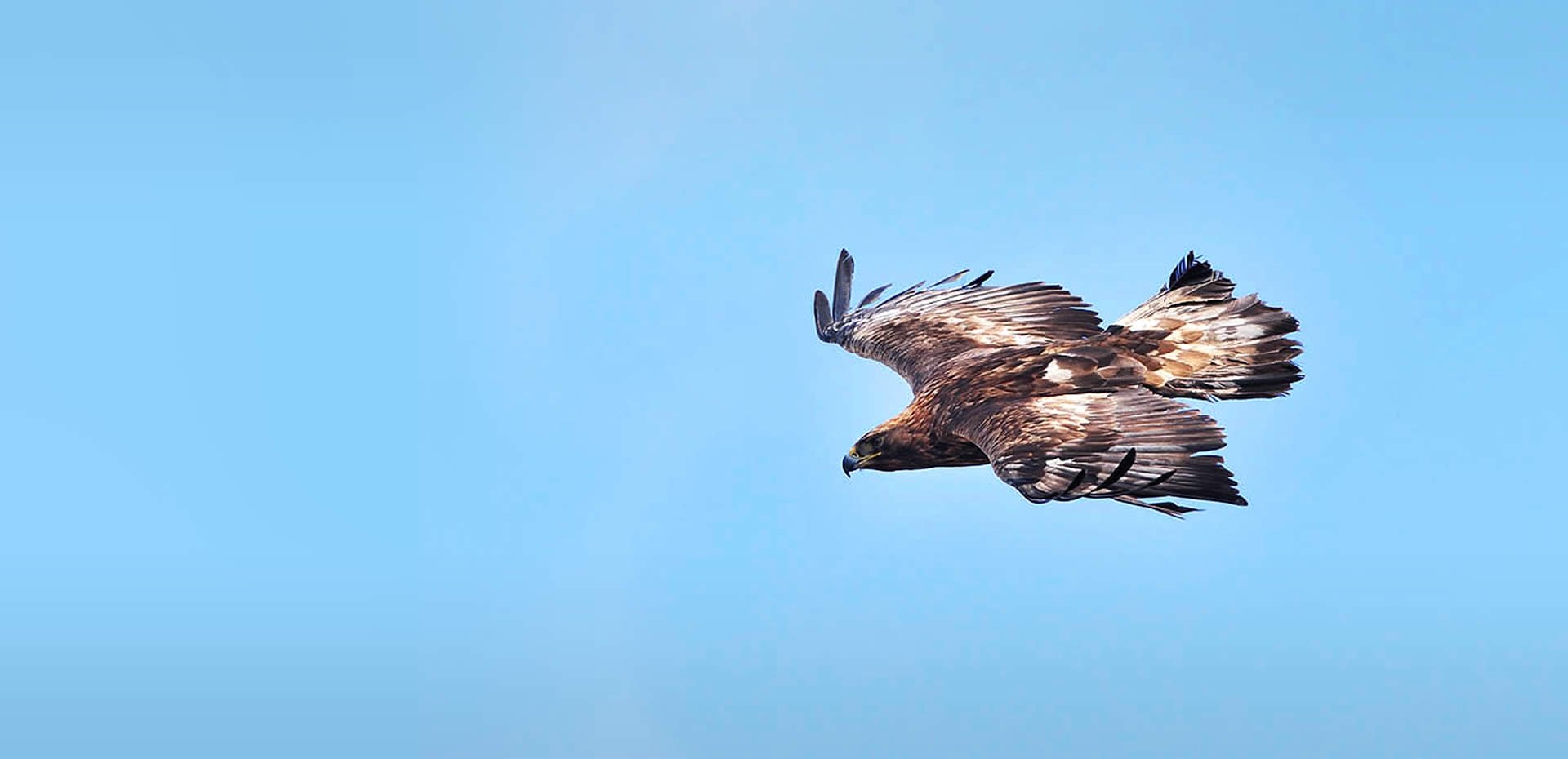 South Scotland Golden Eagle Project