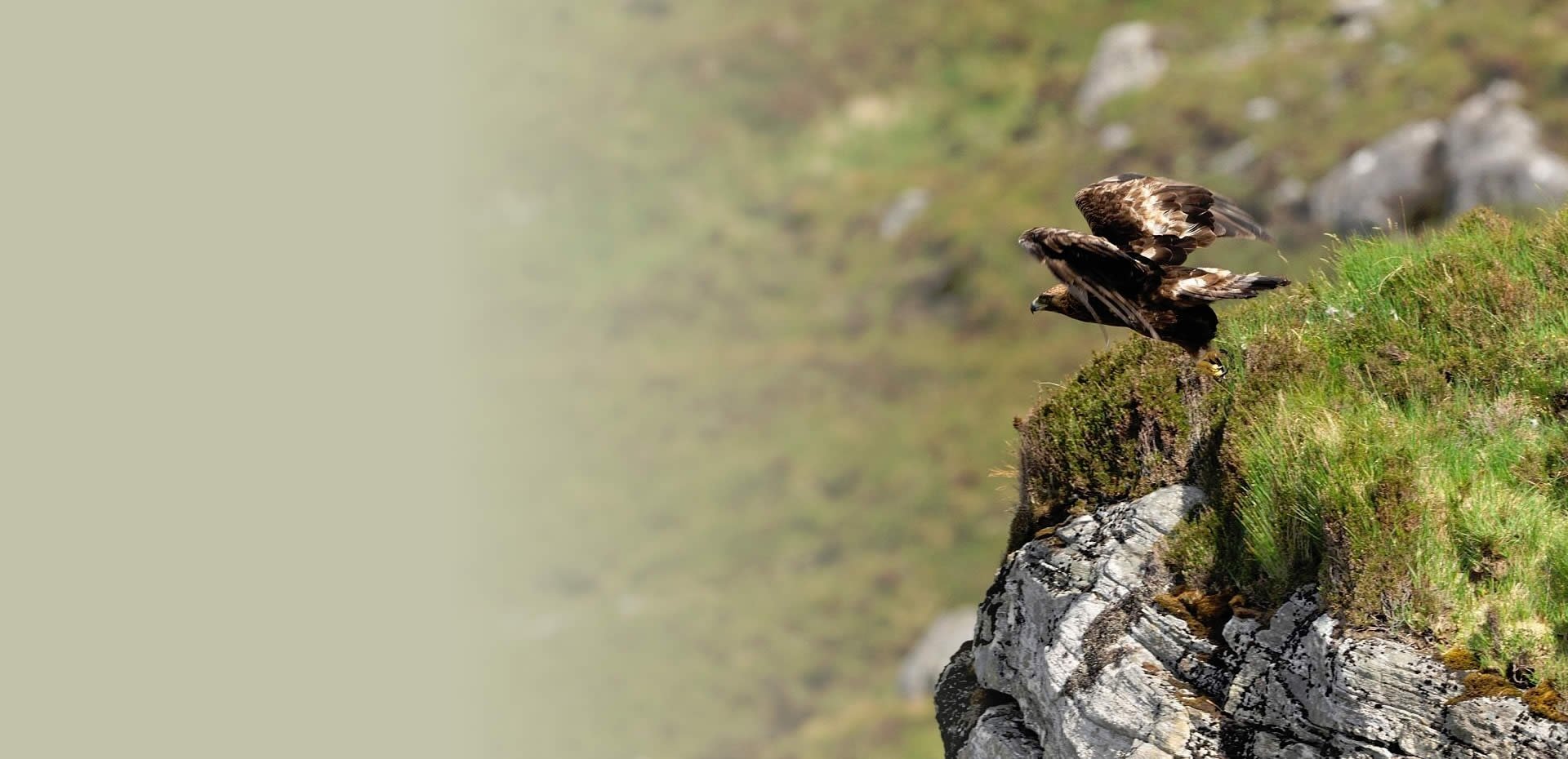 Tagged Golden Eagle 12th To Disappear In Monadhliath Bbc