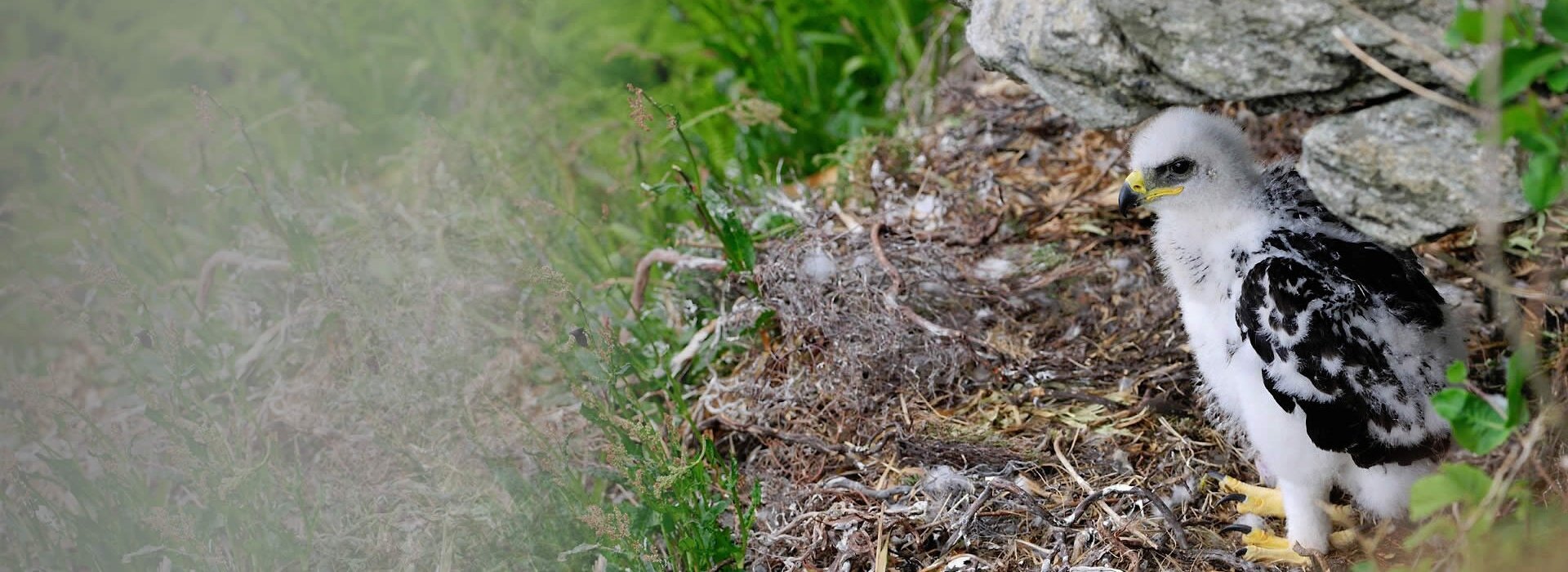 An eaglet in the eyrie awaiting food from its parents