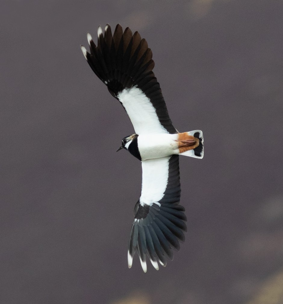 Displaying Lapwing