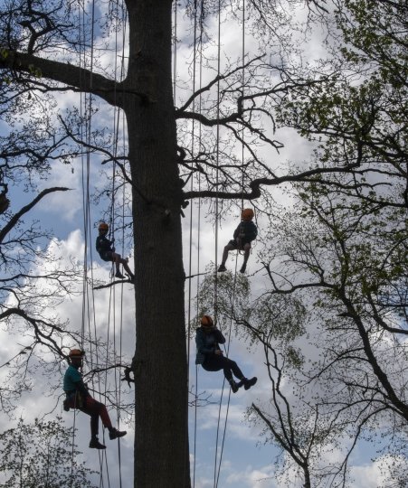 Cub Scouts from Innerliethen climbing an old oak tree for an eagle-eyed view