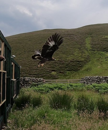 B29 leaving the aviary with Skan (C17) watching. Release Day 2019