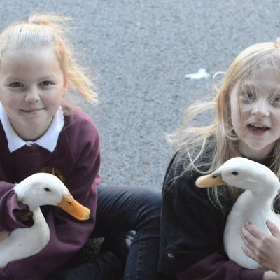 Langholm Primary - Duck Day