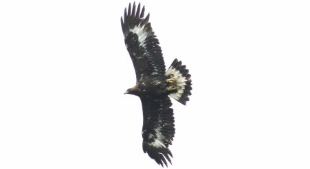 Beaky is our first released eagle to reach the North Pennines