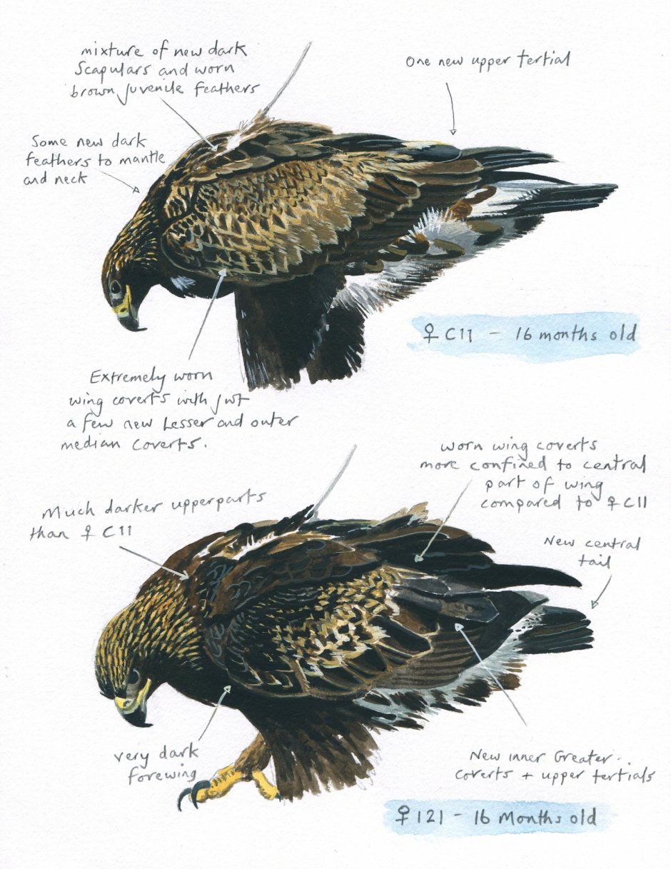 Sketching of C11 (Beaky) showing her markings and development into a sub-adult bird