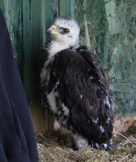 Skan (C17) on his arrival to the aviaries - 19th June 2019