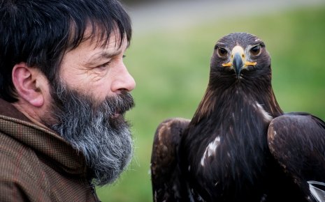Falconer and Eagle - photo courtesy of Ian Georgeson