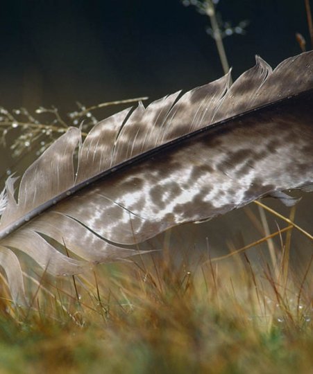 Feather