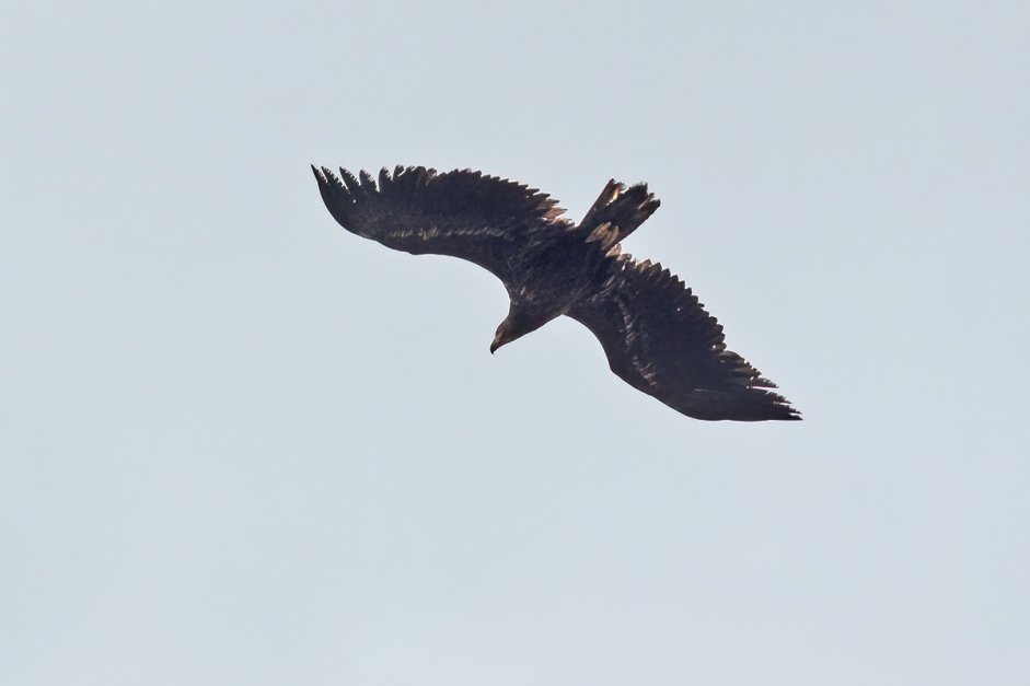 2ndcy White tailed Eagle